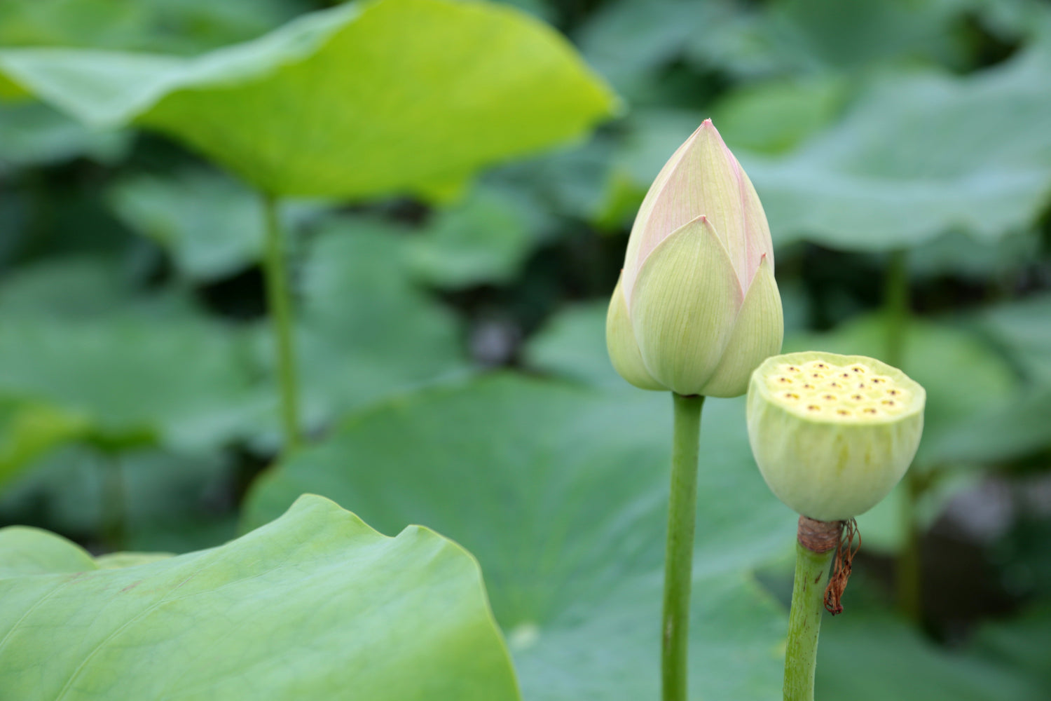夏限定の蓮の花